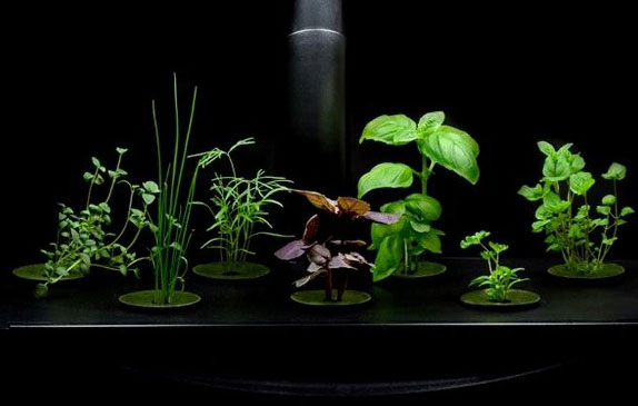 What is Hydroponic Gardening